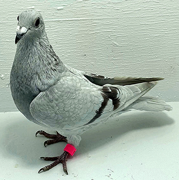 Band: AU 20200 AA 2025